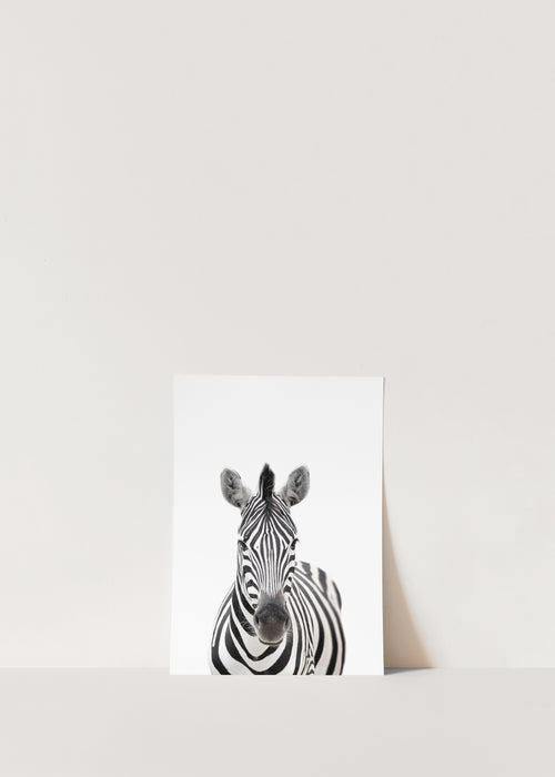 SAFARI ZEBRA